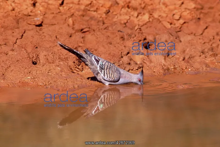  : Crested PIGEON - drinking, side view