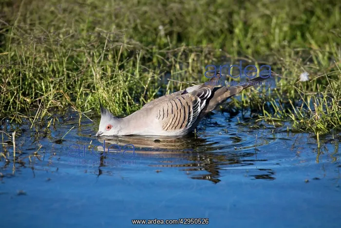 : Crested Pigeon - Drinking from waterhole : Crested Pigeon - Drinking from waterhole