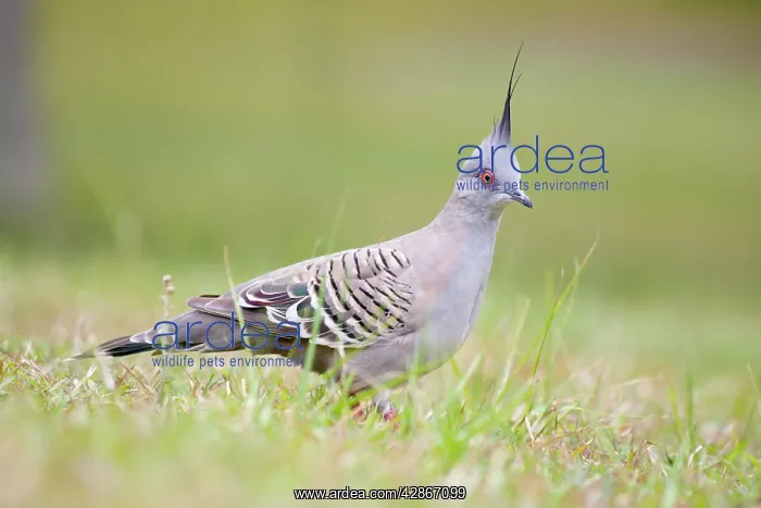 : Crested Pigeon - Groundlevel image : Crested Pigeon - Groundlevel image