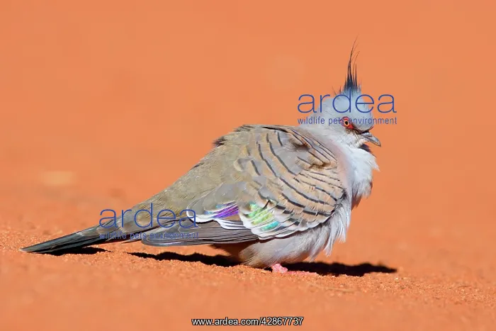 : Crested Pigeon - lateral view of a crested pigeon : Crested Pigeon - lateral view of a crested pigeon