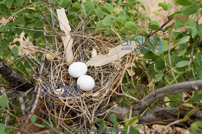: Crested Pigeon nest : Crested Pigeon nest