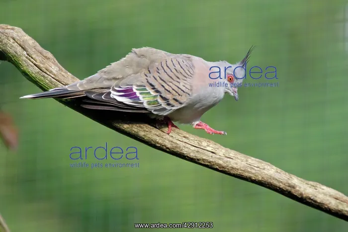 : Crested Pigeon - walking down branch, crooning : Crested Pigeon - walking down branch, crooning
