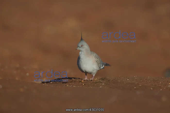 : Crested Pigeon - walking on the ground - At Papunya : Crested Pigeon - walking on the ground - At Papunya