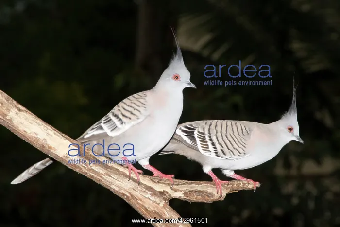 : Crested Pigeons - pair wait near a bird feeder : Crested Pigeons - pair wait near a bird feeder