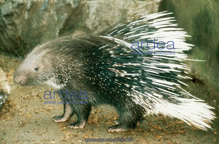 : Crested PORCUPINE : Crested PORCUPINE