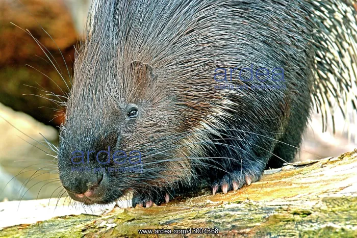 : Crested Porcupine : Crested Porcupine