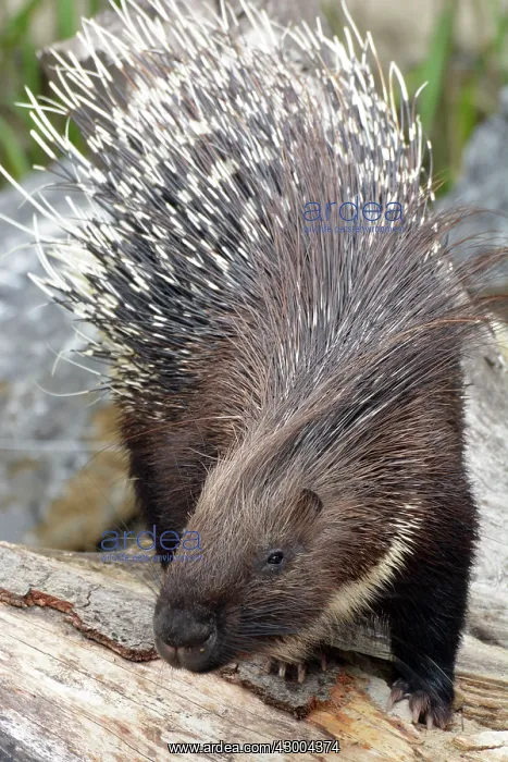 : Crested Porcupine : Crested Porcupine