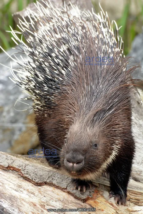  : Crested Porcupine
