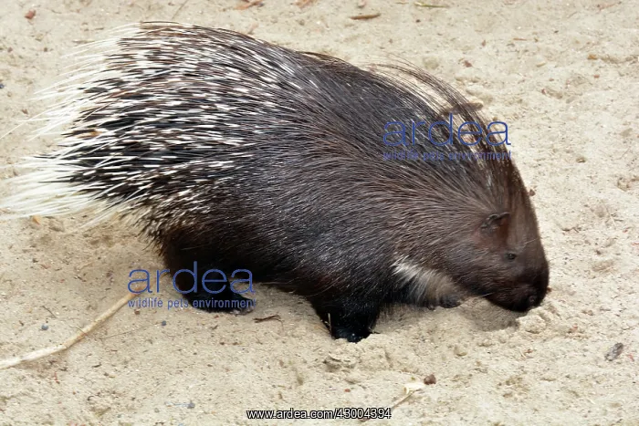 : Crested Porcupine : Crested Porcupine