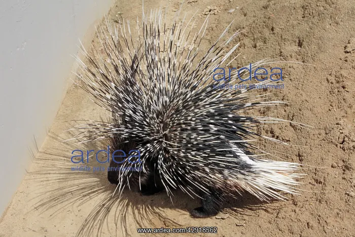 : Crested Porcupine - with quills raised in defence position : Crested Porcupine - with quills raised in defence position