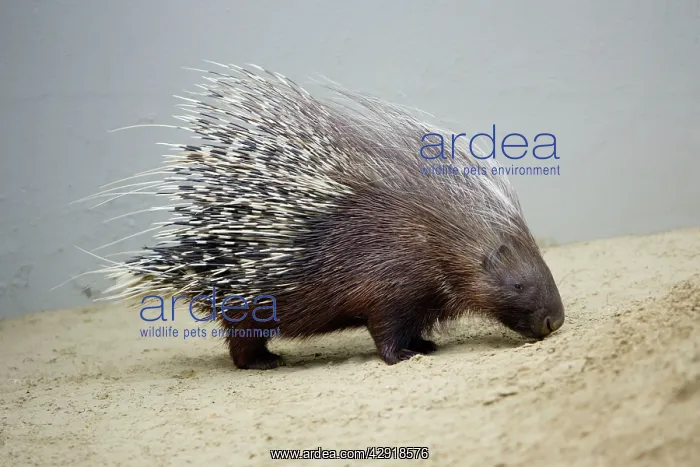 : Crested Porcupine - with quills semi-raised in : Crested Porcupine - with quills semi-raised in