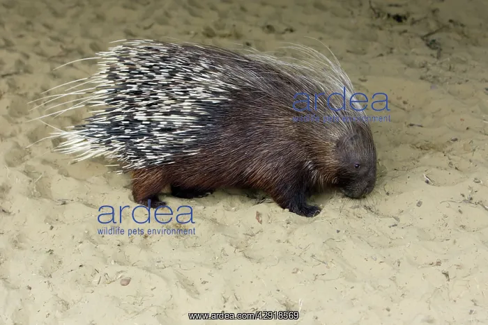 : Crested Porcupine - searching for food : Crested Porcupine - searching for food