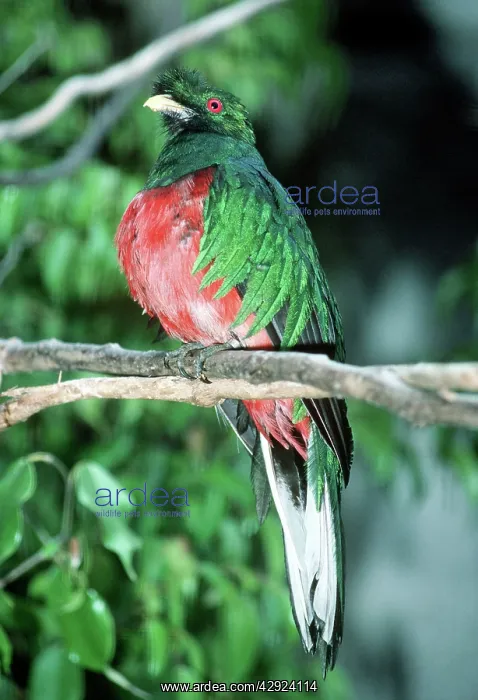 : Crested QUETZAL - male : Crested QUETZAL - male