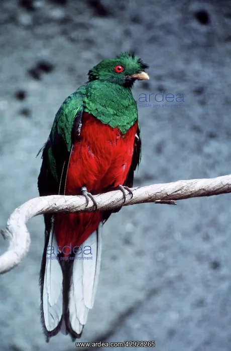 : Crested QUETZAL - male, showing bright plumage : Crested QUETZAL - male, showing bright plumage