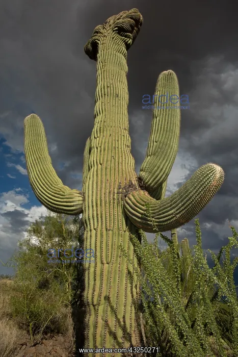 : Crested saguaro, (Carnegiea gigantea), and storm : Crested saguaro, (Carnegiea gigantea), and storm