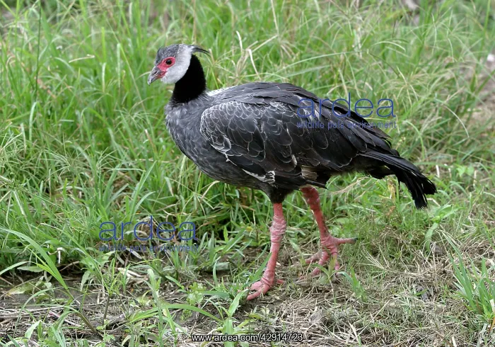  : Crested Screamer