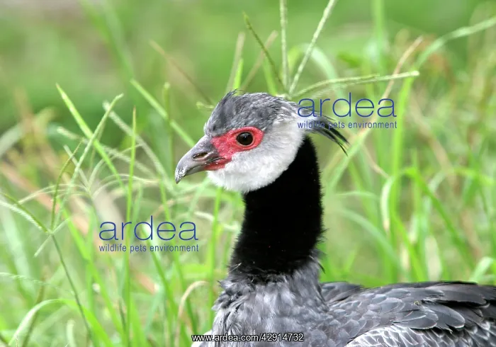: Crested Screamer : Crested Screamer