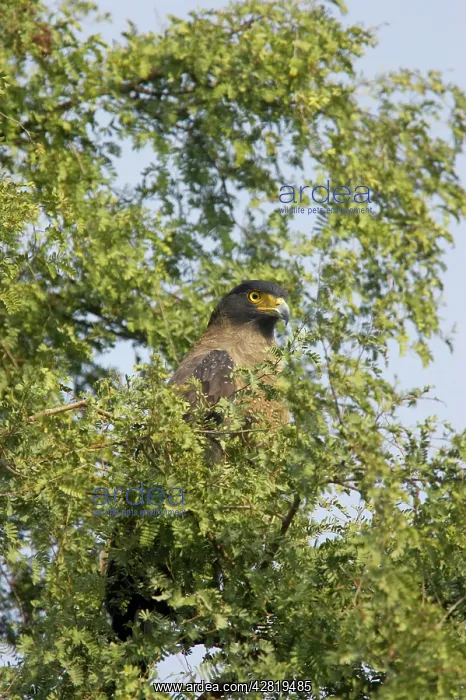 : Crested Serpent Eagle : Crested Serpent Eagle