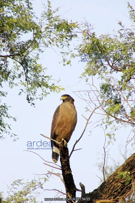 : Crested Serpent Eagle : Crested Serpent Eagle