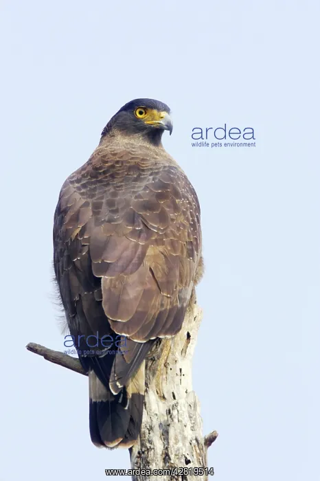 : Crested Serpent Eagle : Crested Serpent Eagle