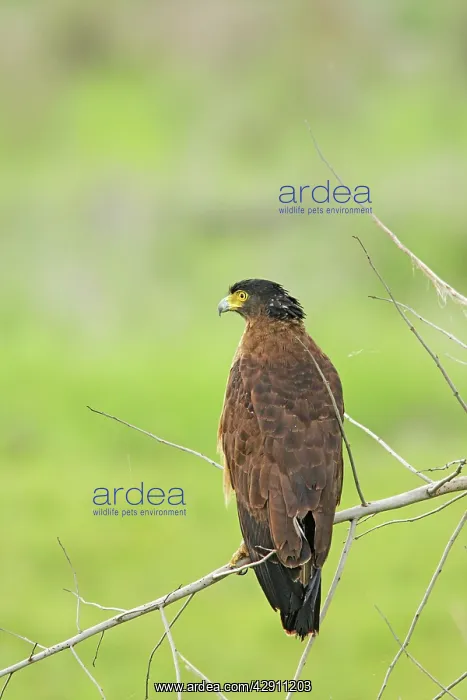 : Crested Serpent Eagle : Crested Serpent Eagle