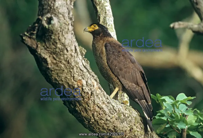  : Crested Serpent Eagle