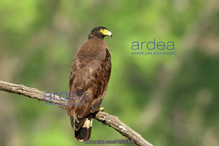: Crested Serpent Eagle : Crested Serpent Eagle
