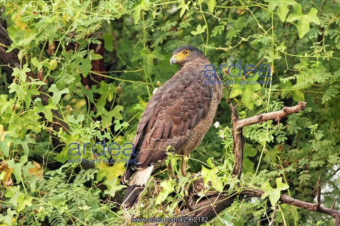 : Crested Serpent Eagle : Crested Serpent Eagle