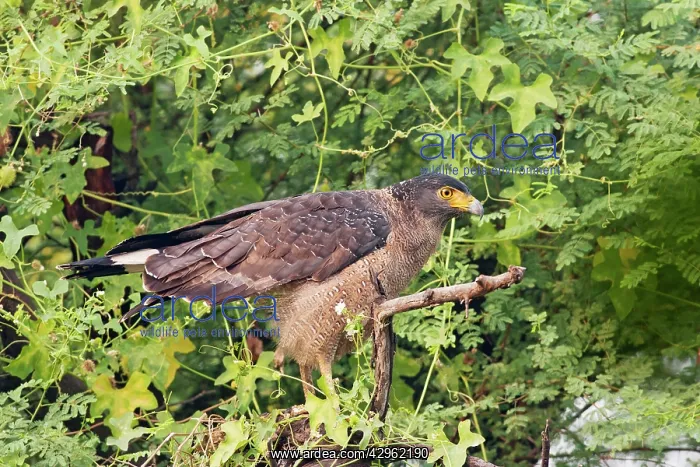  : Crested Serpent Eagle