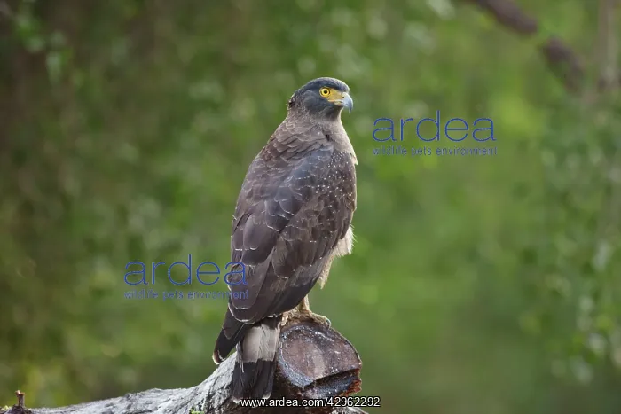 : Crested Serpent Eagle : Crested Serpent Eagle
