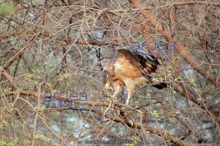 : Crested serpent eagle : Crested serpent eagle