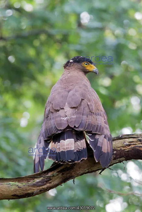 : Crested Serpent Eagle : Crested Serpent Eagle