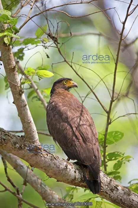 : Crested Serpent Eagle : Crested Serpent Eagle