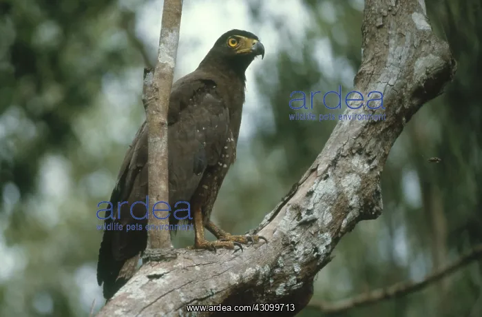 : Crested Serpent Eagle : Crested Serpent Eagle