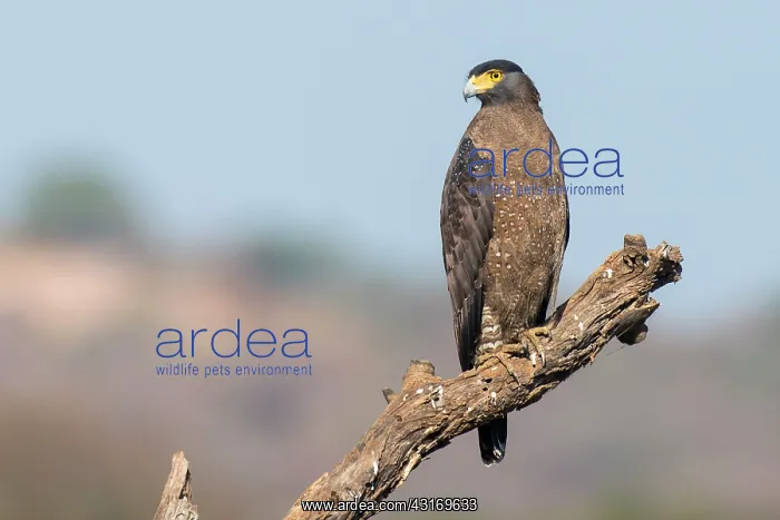 : Crested serpent-eagle : Crested serpent-eagle