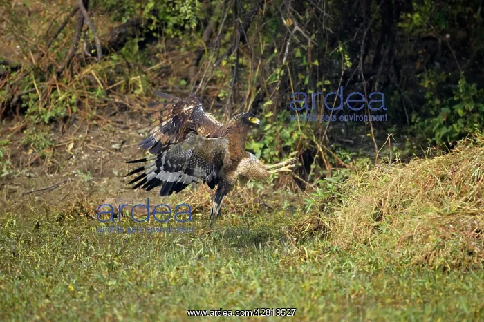 : Crested Serpent Eagle - attempting to catch prey : Crested Serpent Eagle - attempting to catch prey