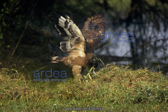 : Crested Serpent Eagle - with caught snake : Crested Serpent Eagle - with caught snake