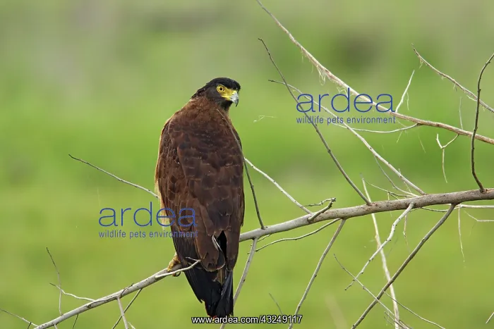 : Crested Serpent Eagle, Corbett National : Crested Serpent Eagle, Corbett National