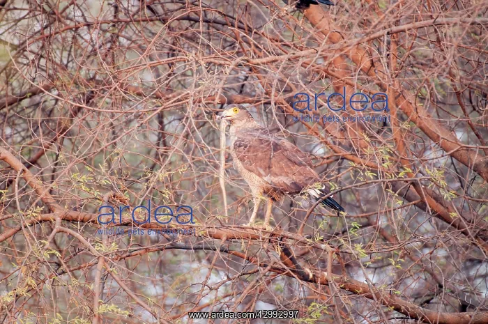 : Crested serpent eagle - snake in bill - in tree turned away : Crested serpent eagle - snake in bill - in tree turned away