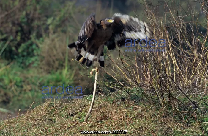 : Crested Serpent Eagle - Taking-off with Water snake kill : Crested Serpent Eagle - Taking-off with Water snake kill