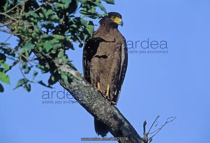 : Crested Serpent Eagle - In tree : Crested Serpent Eagle - In tree
