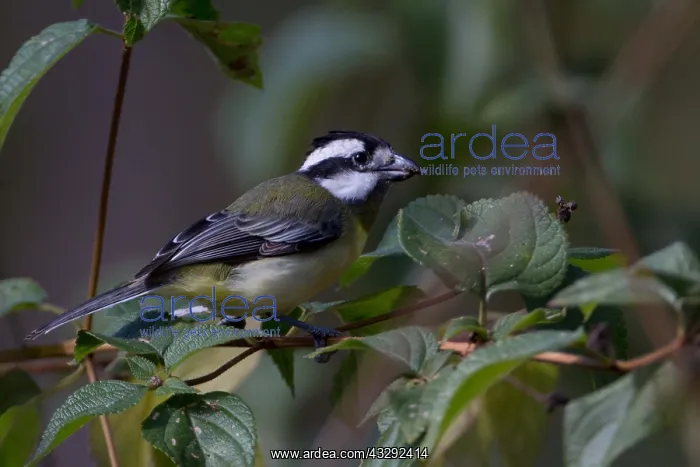  : Crested Shriketit - Foraging in lantana - Atherton