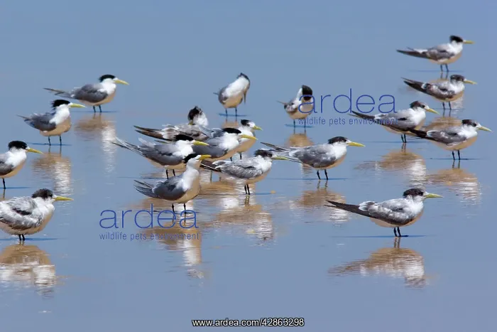 : Crested Tern - flock of adult and juvenile individuals : Crested Tern - flock of adult and juvenile individuals