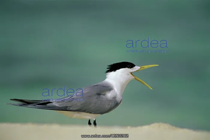 : Crested Tern - With mouth open : Crested Tern - With mouth open