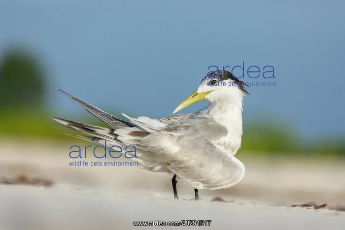 : Crested Tern - Preening - Seychelles : Crested Tern - Preening - Seychelles