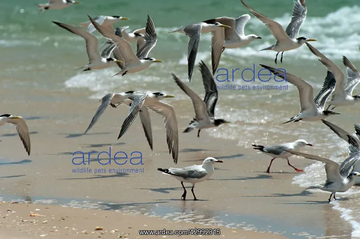 : Crested Terns & Silver Gulls (Larus novaeholla) - in flight : Crested Terns & Silver Gulls (Larus novaeholla) - in flight