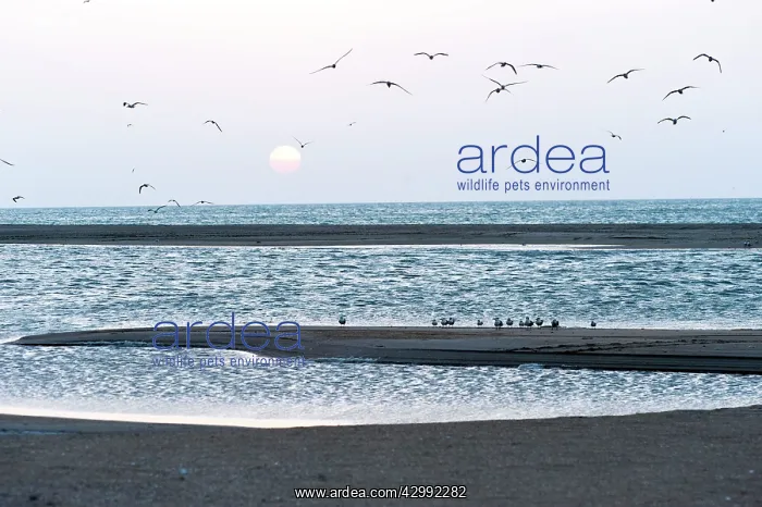 : Crested Terns at sunset : Crested Terns at sunset