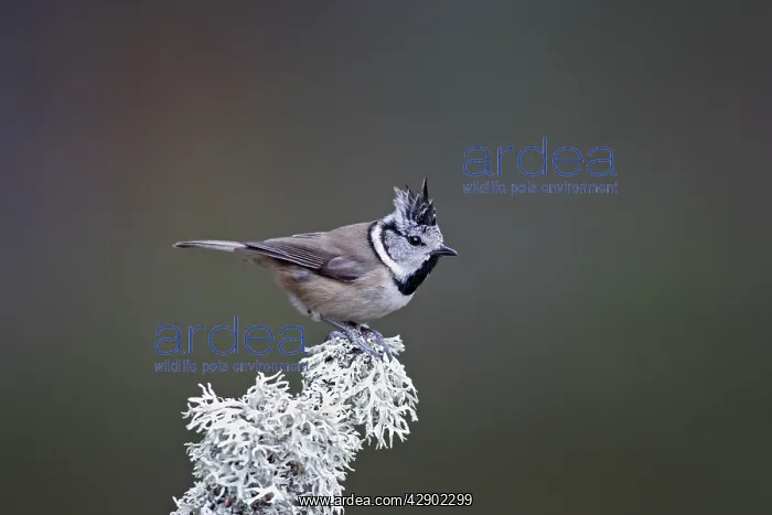  : Crested Tit
