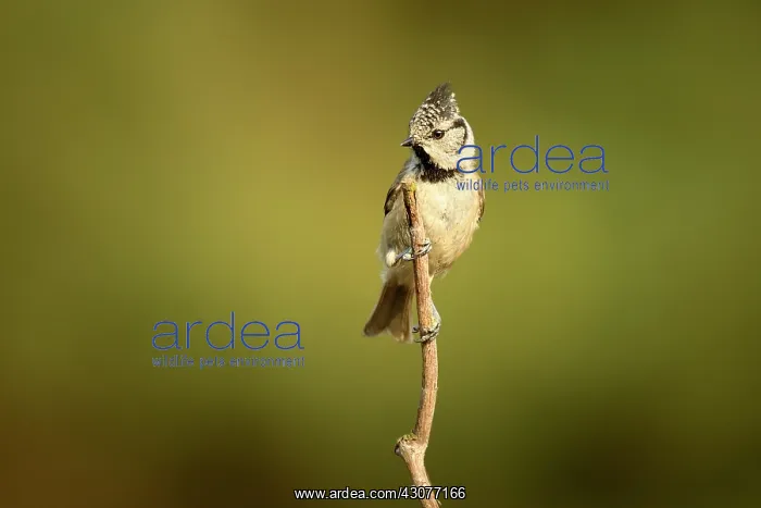 : Crested Tit : Crested Tit