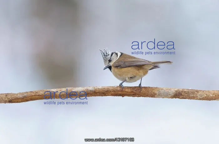 : Crested Tit : Crested Tit